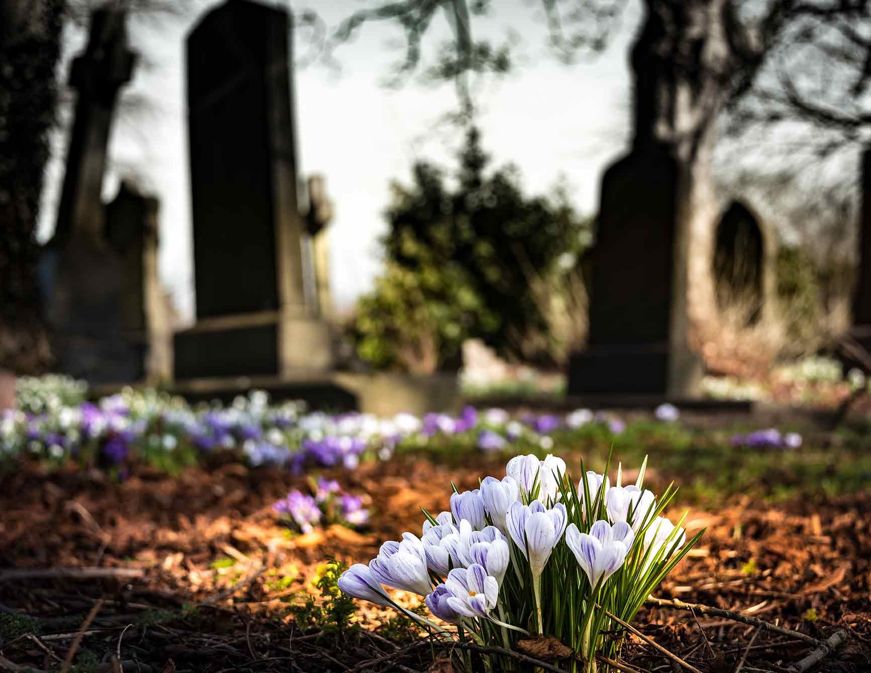 Flowers in a churchyard
